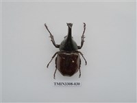 藏品(蘭嶼姬兜)的圖片